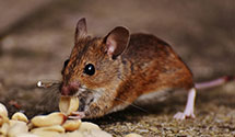 biohazard-cleanup-for-pest-infestations Experts in Naval Sea Systems Command